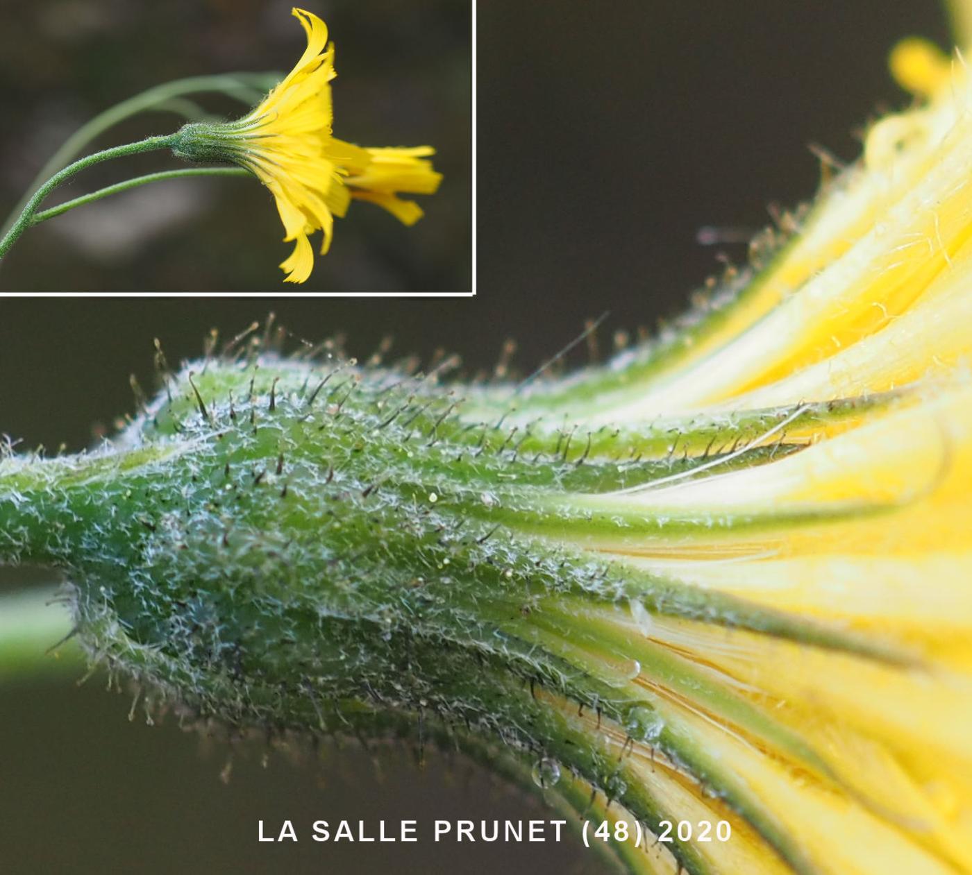 Hawkweed, (of Planchon) flower